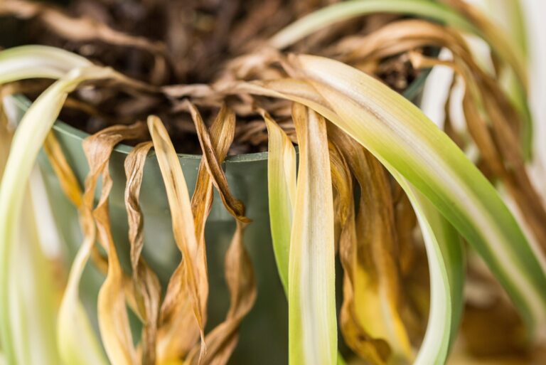 spider plant brown leaves