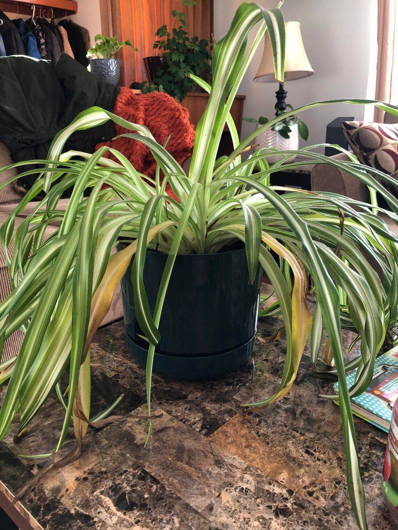Droopy Leaves Despite Watering