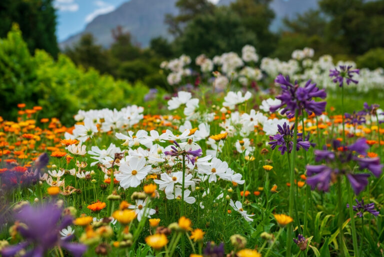 English country garden in bloom (featured image)