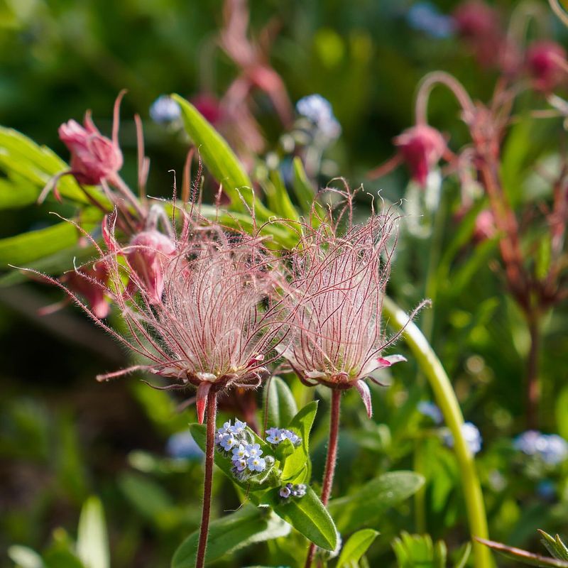 Prairie Smoke Clusters