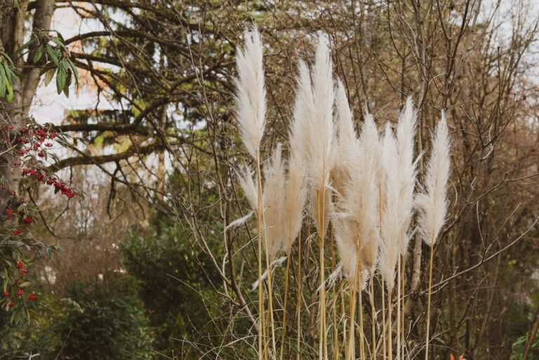 pampass grass (featured image)