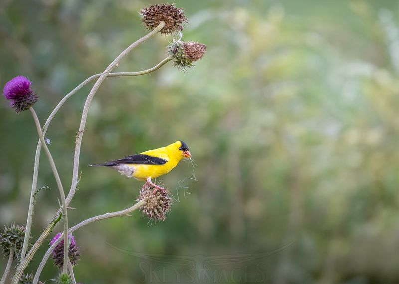 Living Bird Feeders That Never Need Refilling