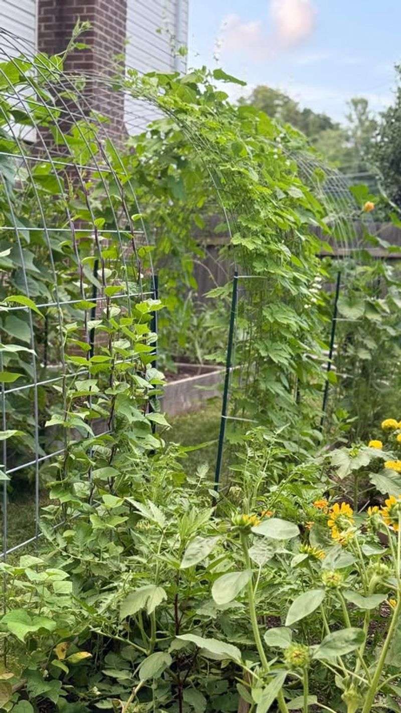 Companion Planting Relationships