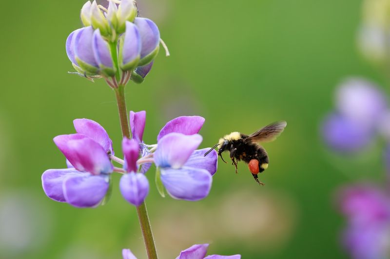 Native Bees Make Surprising Comebacks