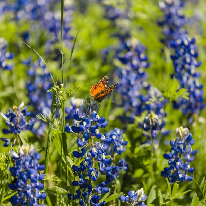 Pollinator Paradise Creation