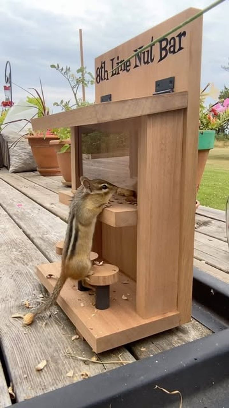 Dedicated Squirrel Feeding Stations As Diversion Tactics