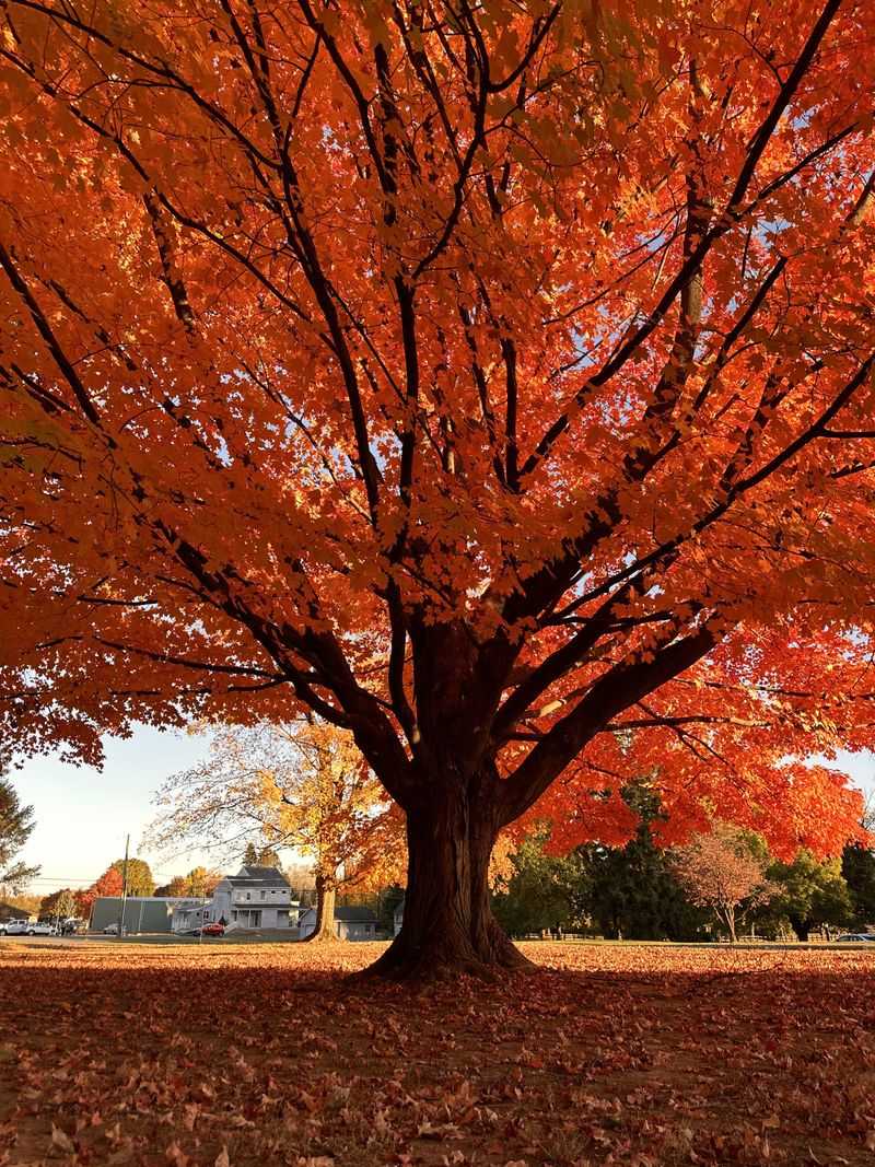 Ligonier's Diamond Park