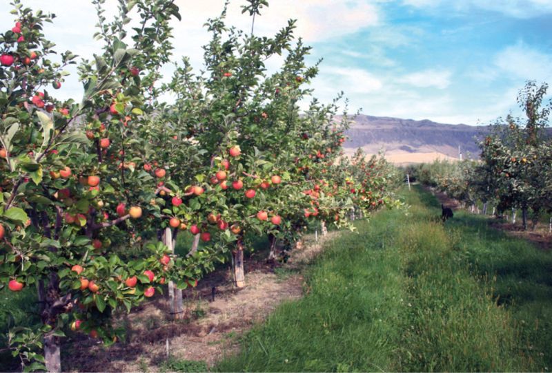 Yakima's Orchard-Lined Roads