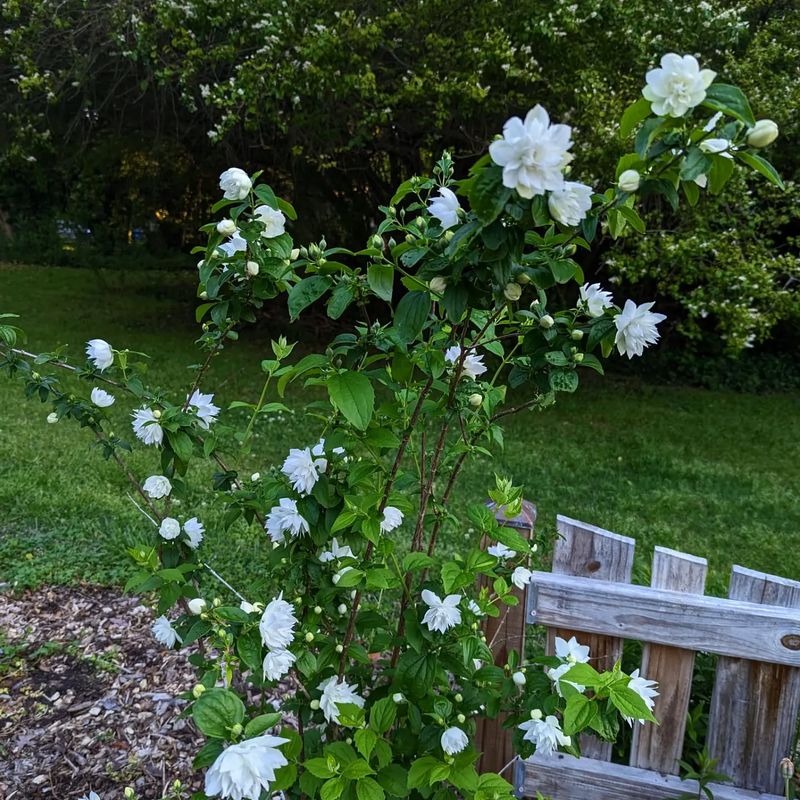 Mock Orange (Philadelphus lewisii)