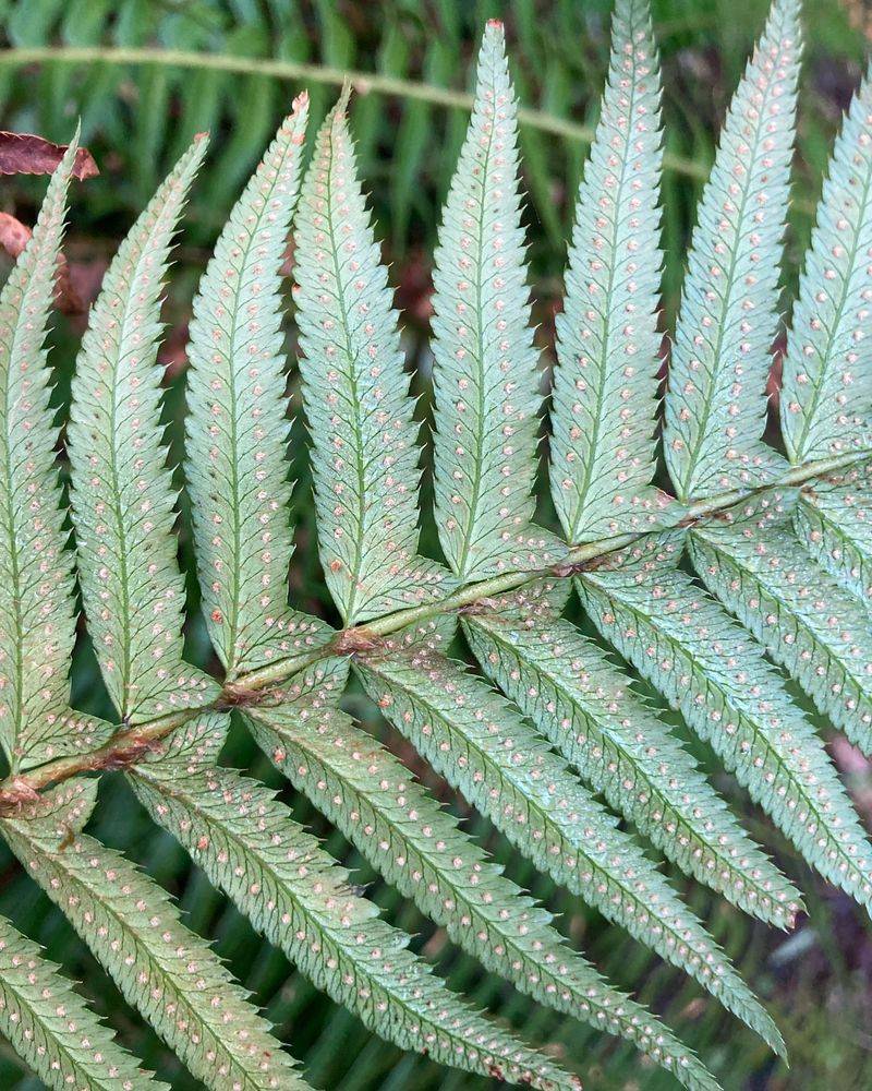 Chain Fern (Woodwardia fimbriata)