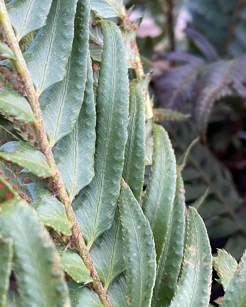 Sword Fern (Polystichum munitum)