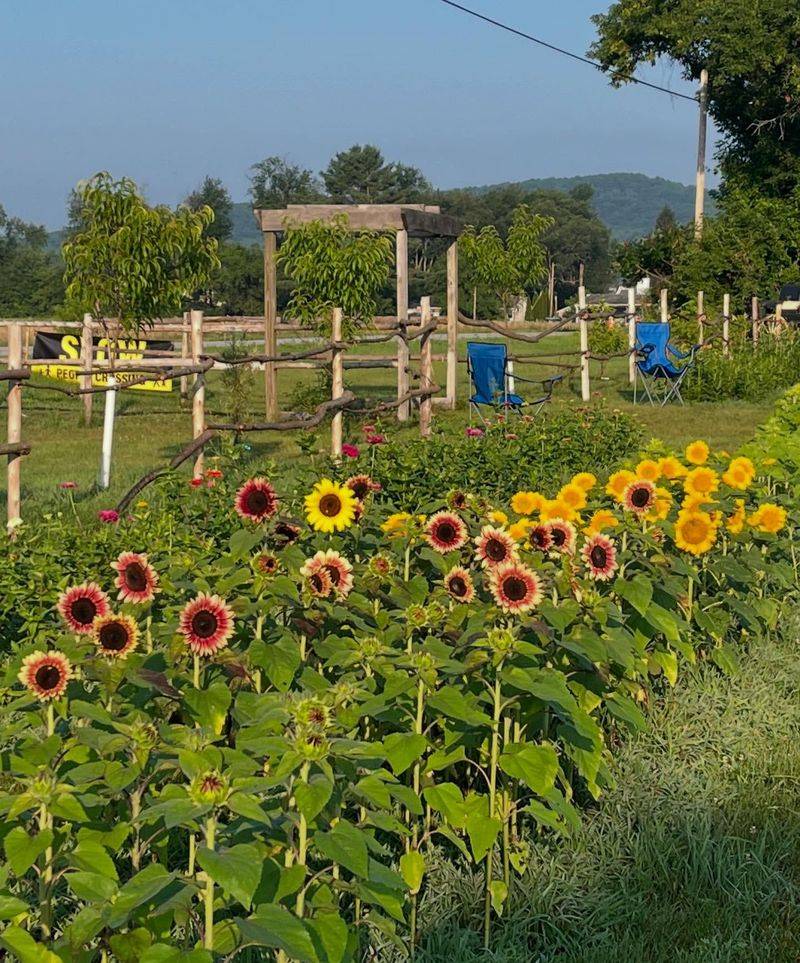 Dorset's Marble Quarry Sunflower Surprise