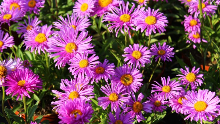 aster