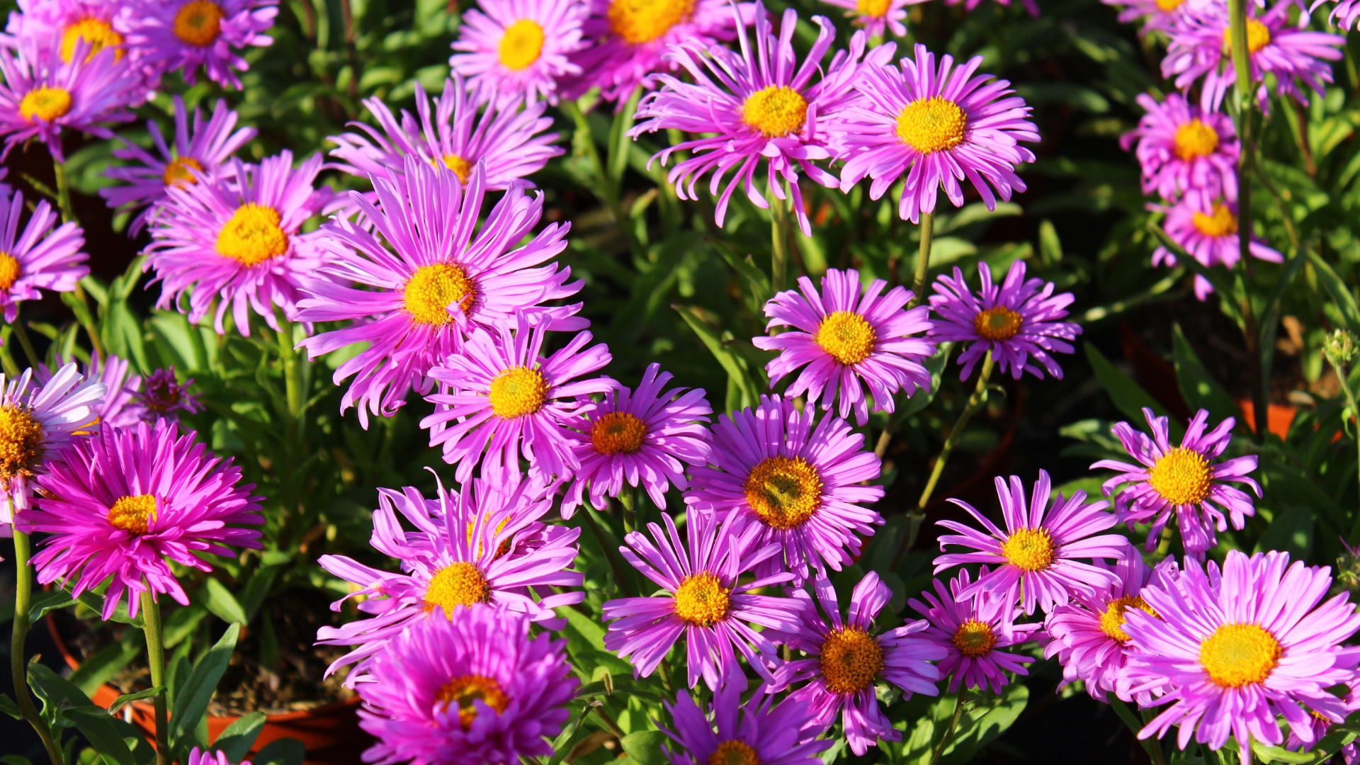 What Georgia Gardeners Must Plant This Week To Support Late Pollinators