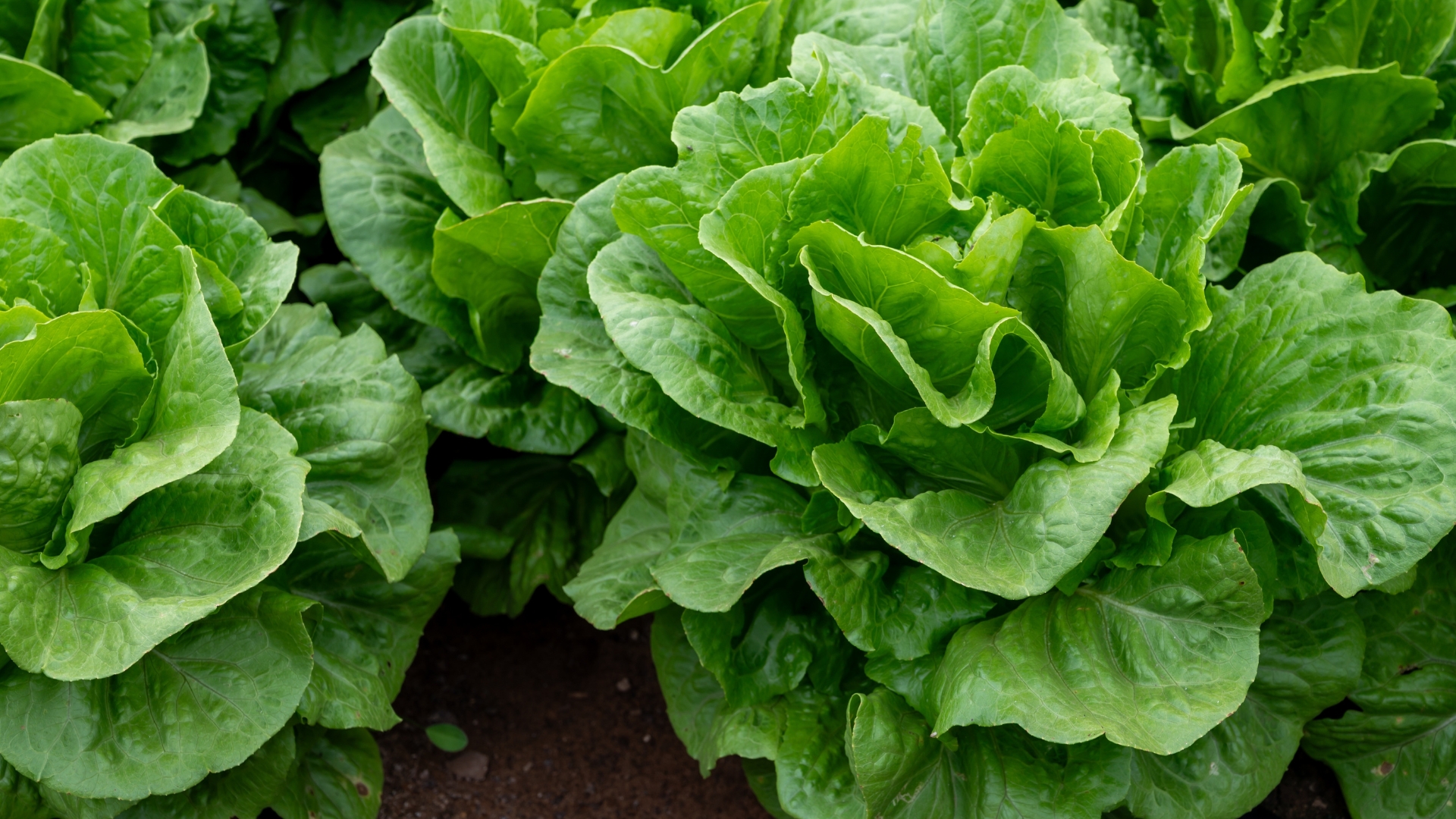 What Georgia Gardeners Should Be Planting Right Now For A Fall Harvest