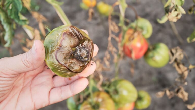 tomato late blight disease