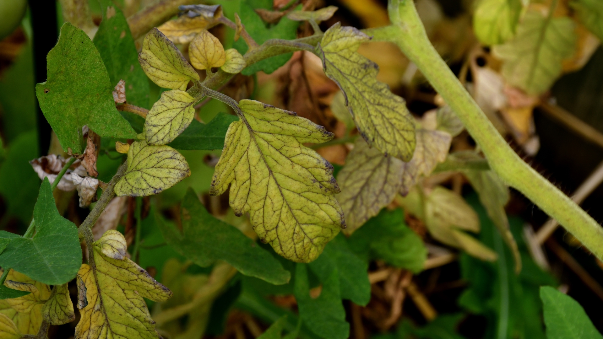What Indiana Gardeners Should Know About Yellowing Tomato Leaves