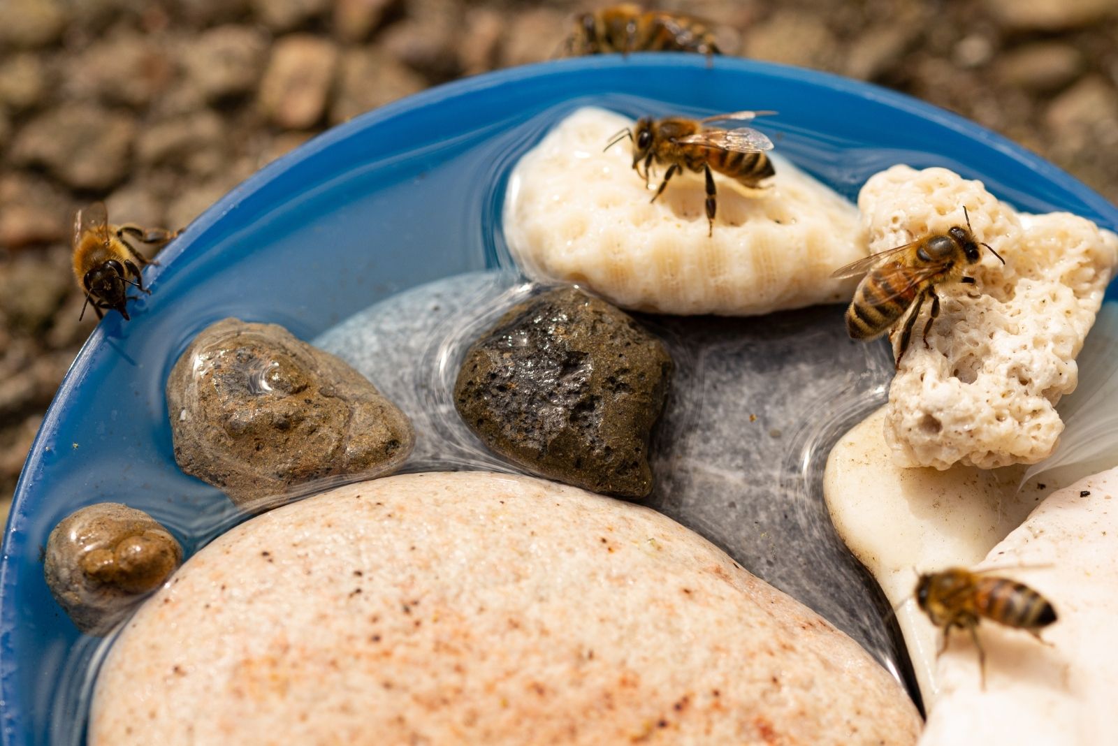 What Is A Bee Bath And How To Add It To Your Garden In Utah