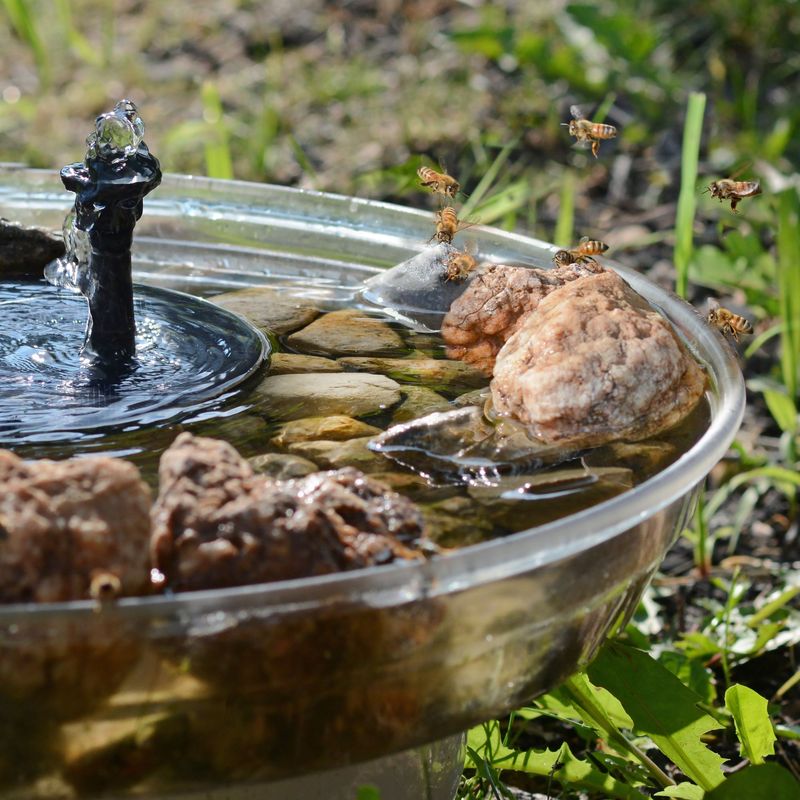 Understanding Bee Baths: Nature's Drinking Fountains