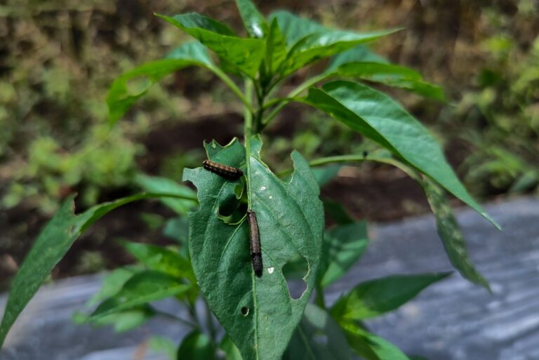 caterpillar in plant leaf