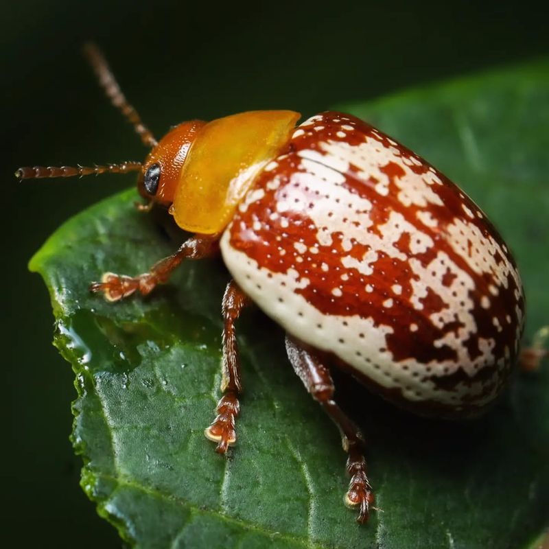 Flea Beetles Jump Into Action