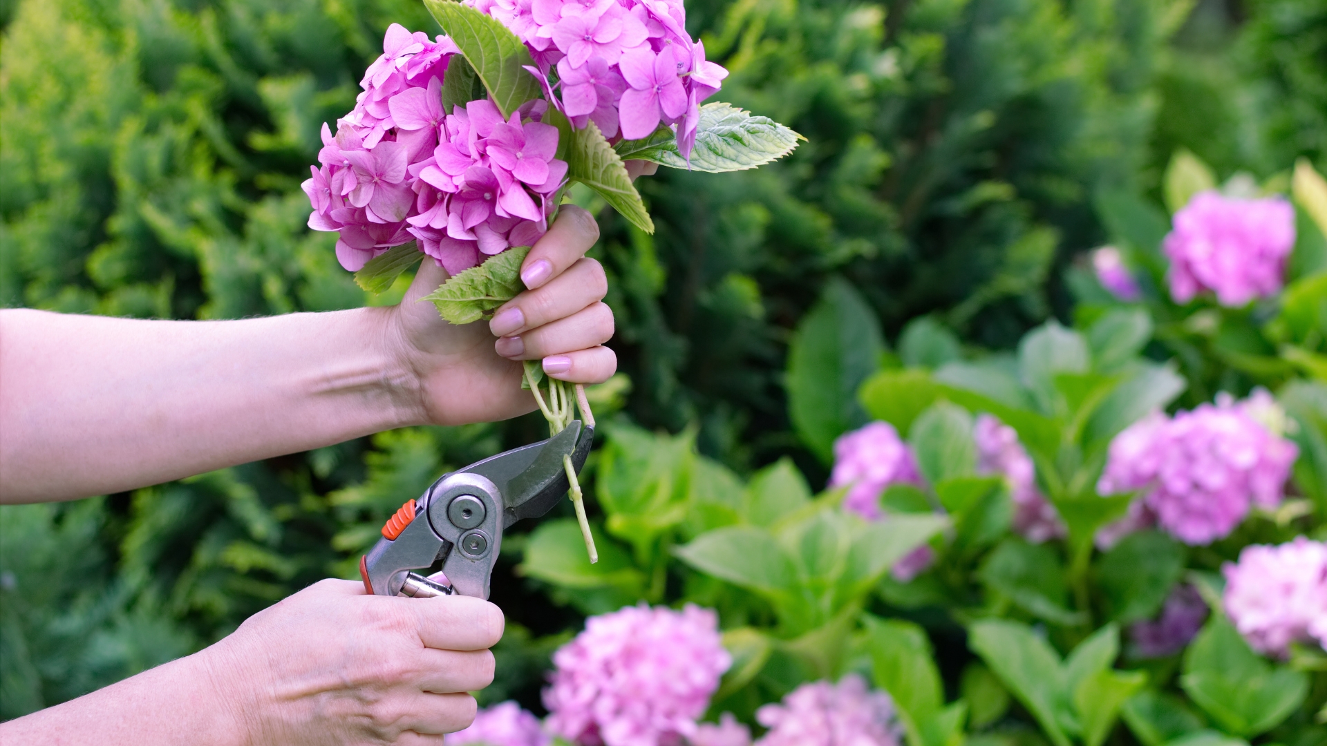 What Not To Prune In Illinois This Month—And What You Should