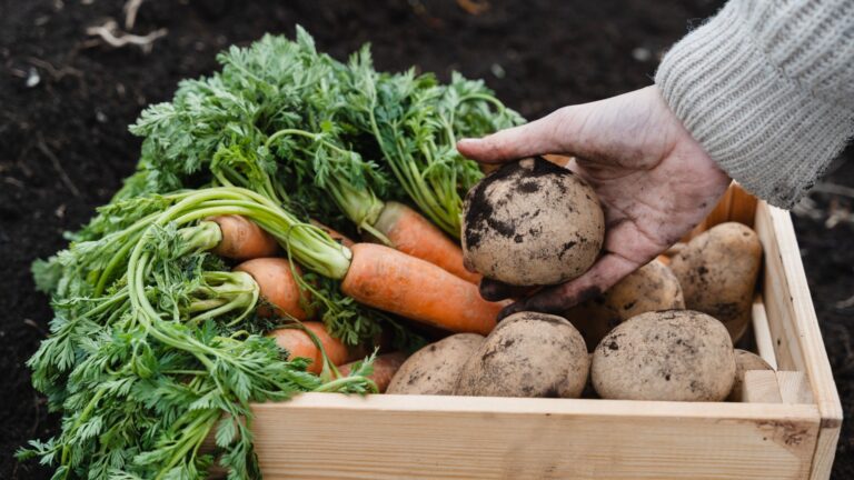 potato and carrot harvest in a basket