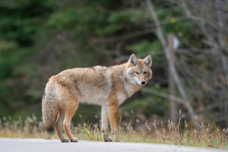 Coyote (featured image)