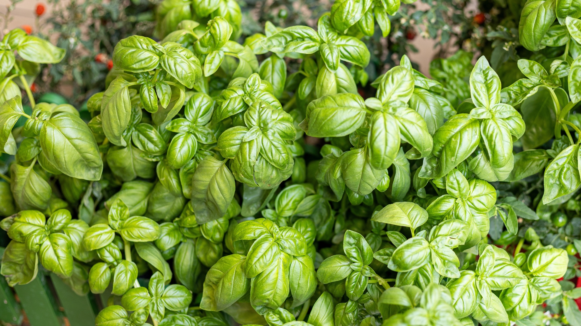 What To Do With Yellowing Basil In Minnesota Gardens