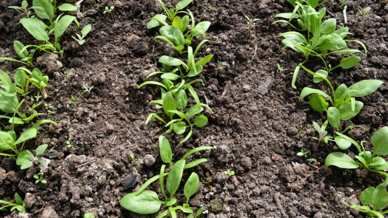 spinach seedlings
