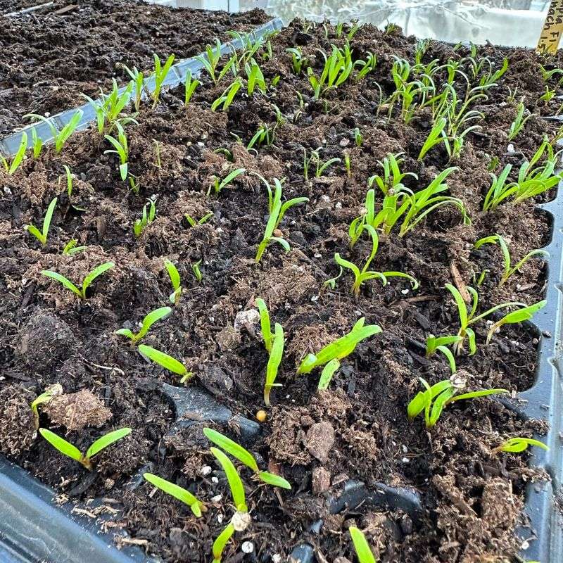 Spinach Seedlings