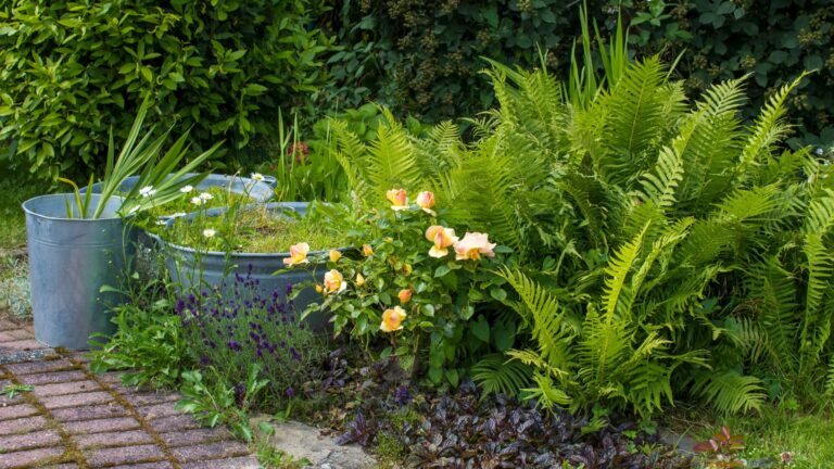plants in shade garden