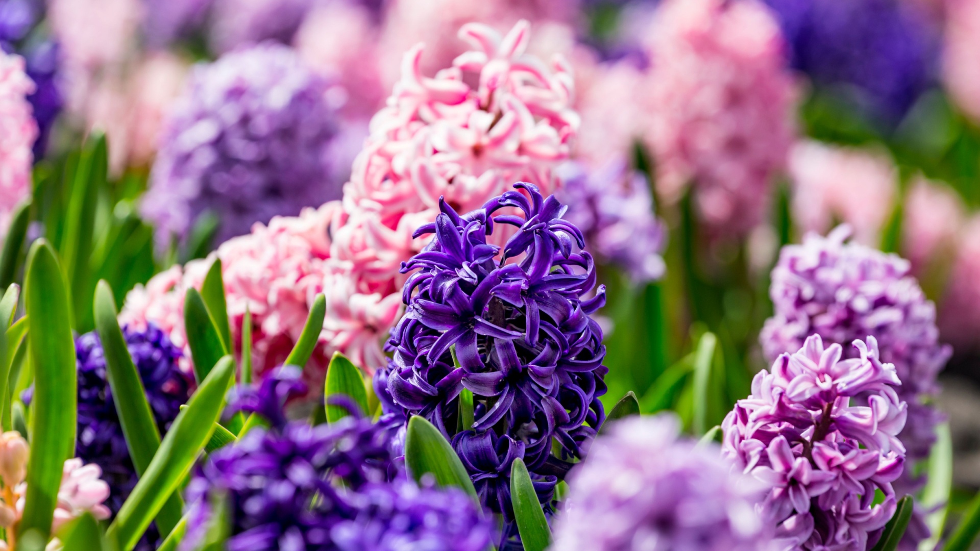 hyacinth flower display
