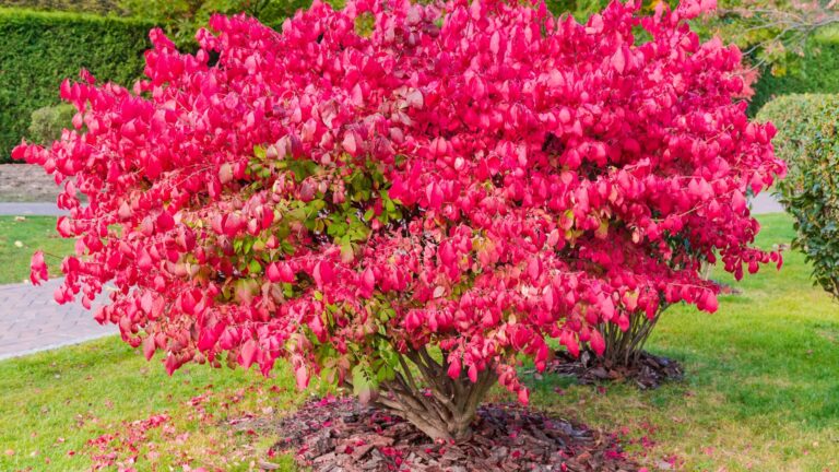 burning bush plant