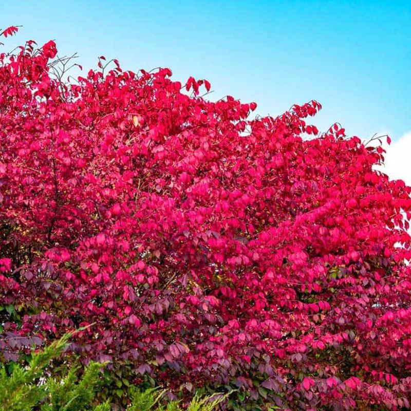 Burning Bush