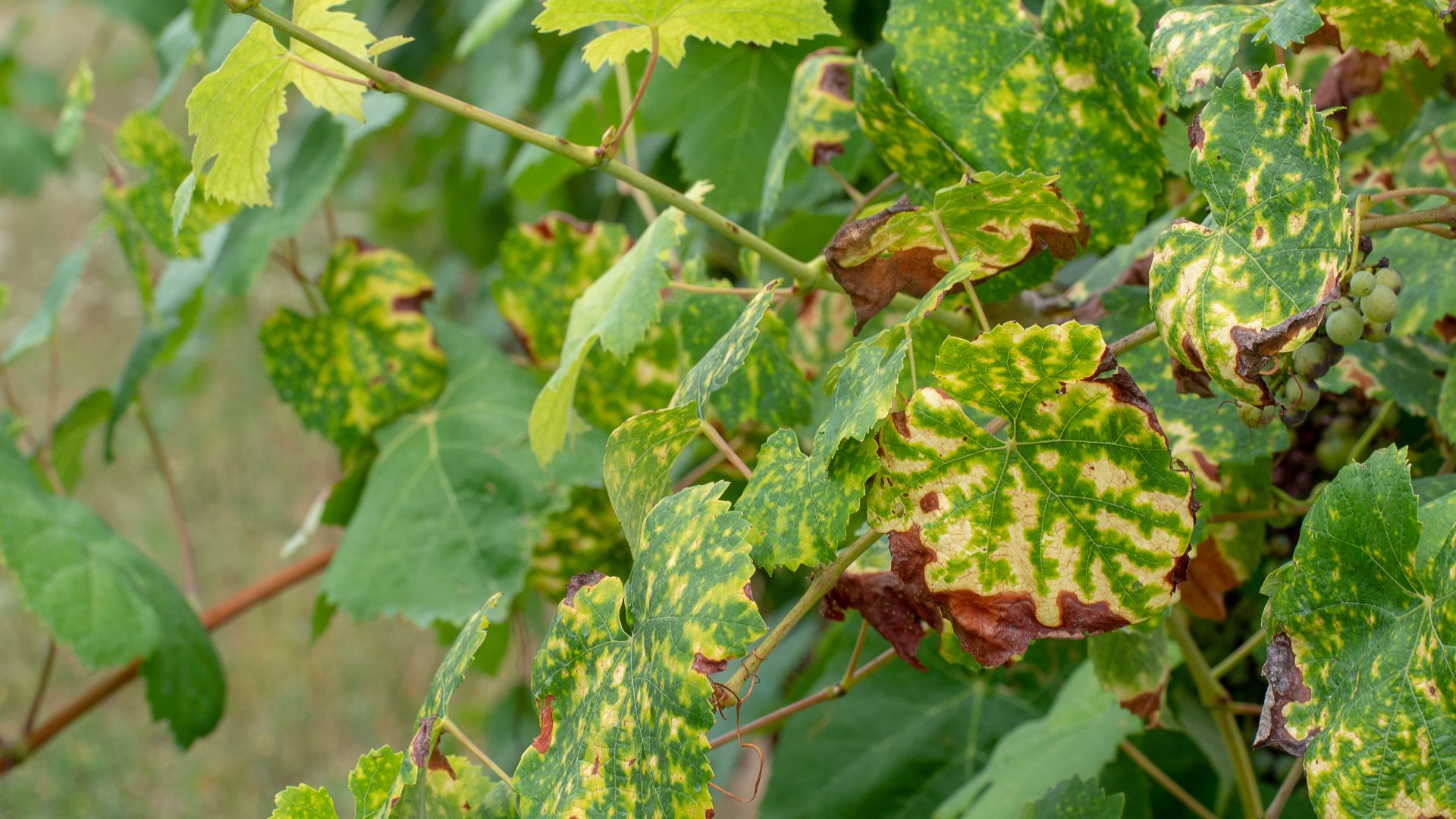 What’s Causing Rust On Leaves In Maryland Gardens?