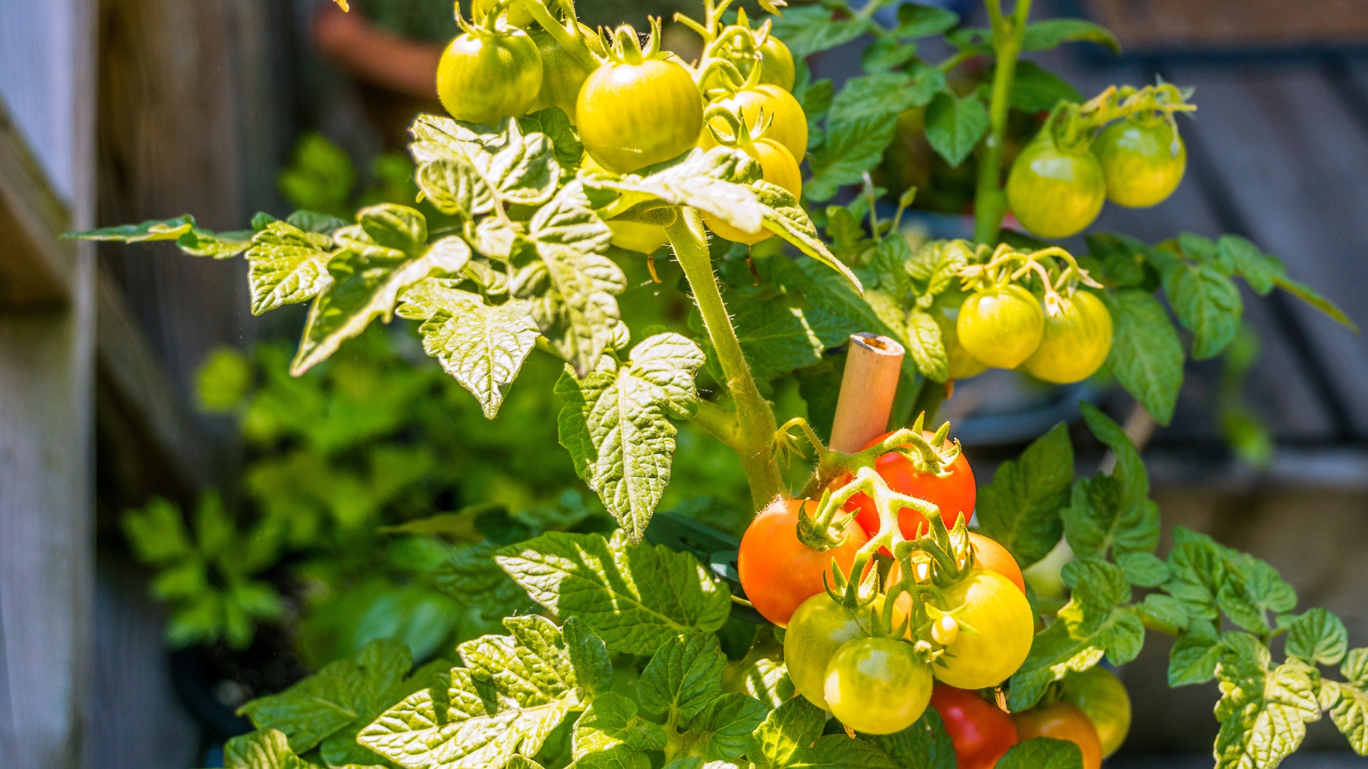 What’s Causing Yellow Tomato Leaves In Georgia Right Now?