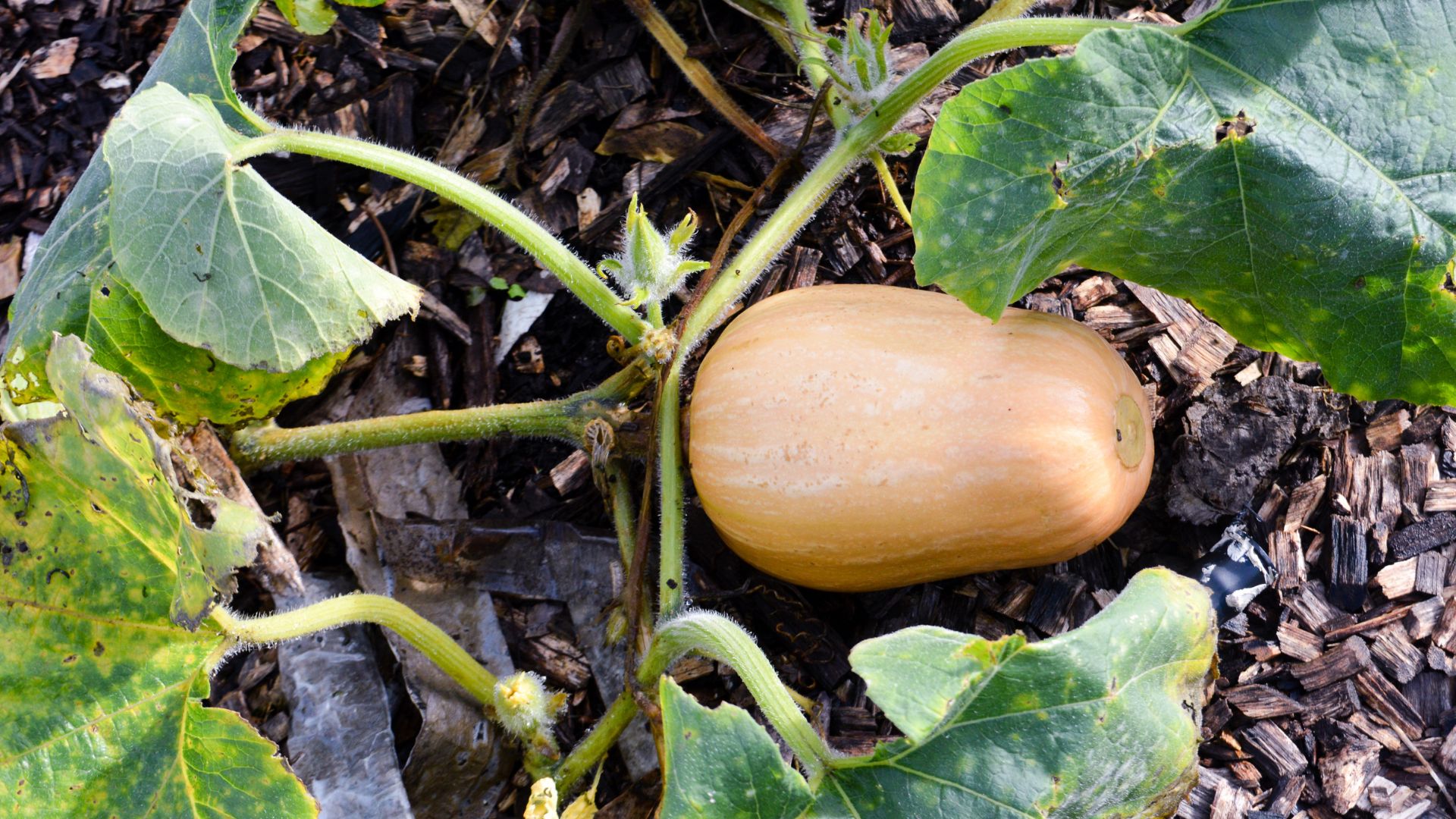 What’s Making Your Squash Leaves Curl In Pennsylvania Gardens