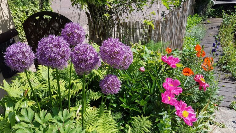 ornamental onion in bloom
