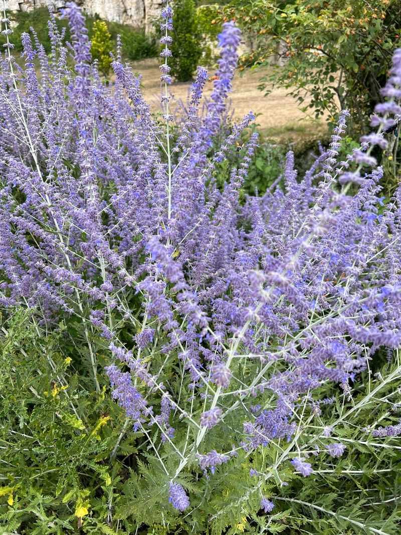 Russian Sage