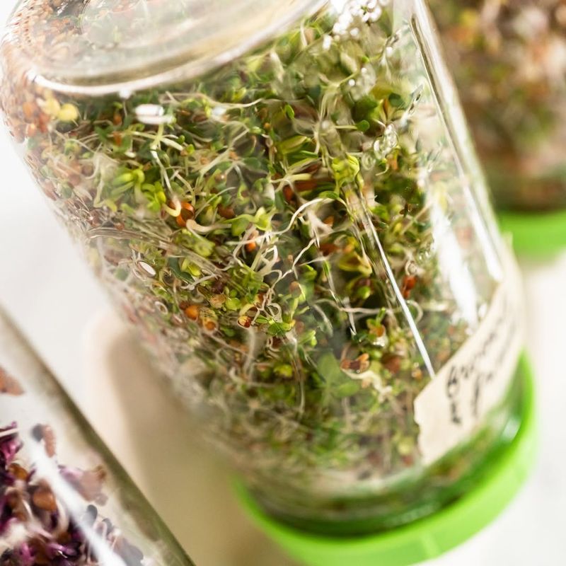 Clover Sprouts