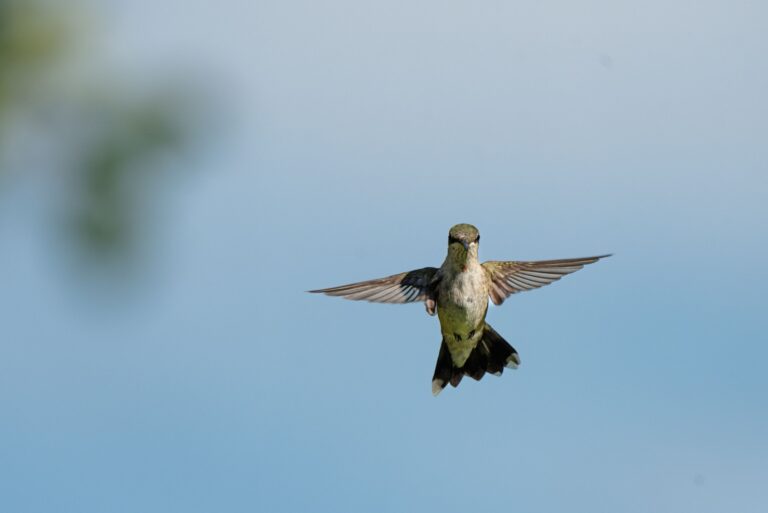 hummingbird in flight