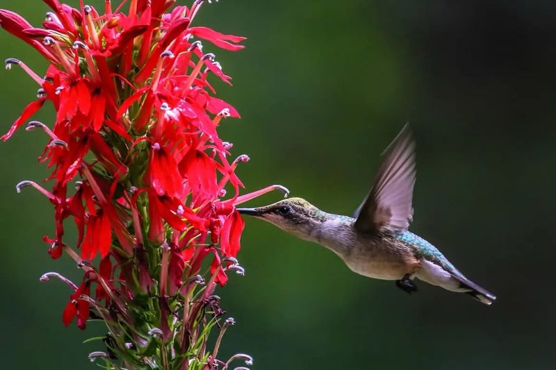 Ruby-throated Hummingbirds Dominate NC Gardens
