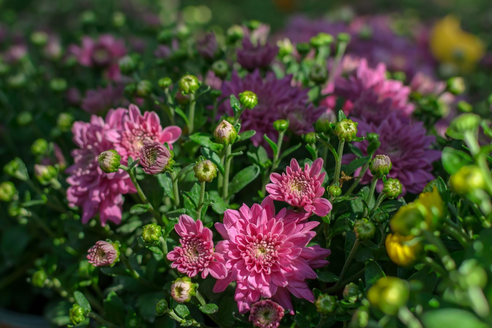When To Plant Mum Flowers For Beautiful Blooms In Pennsylvania Gardens