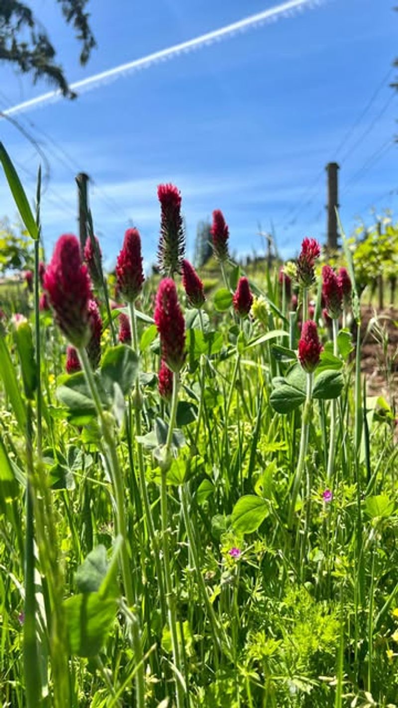 Crimson Clover