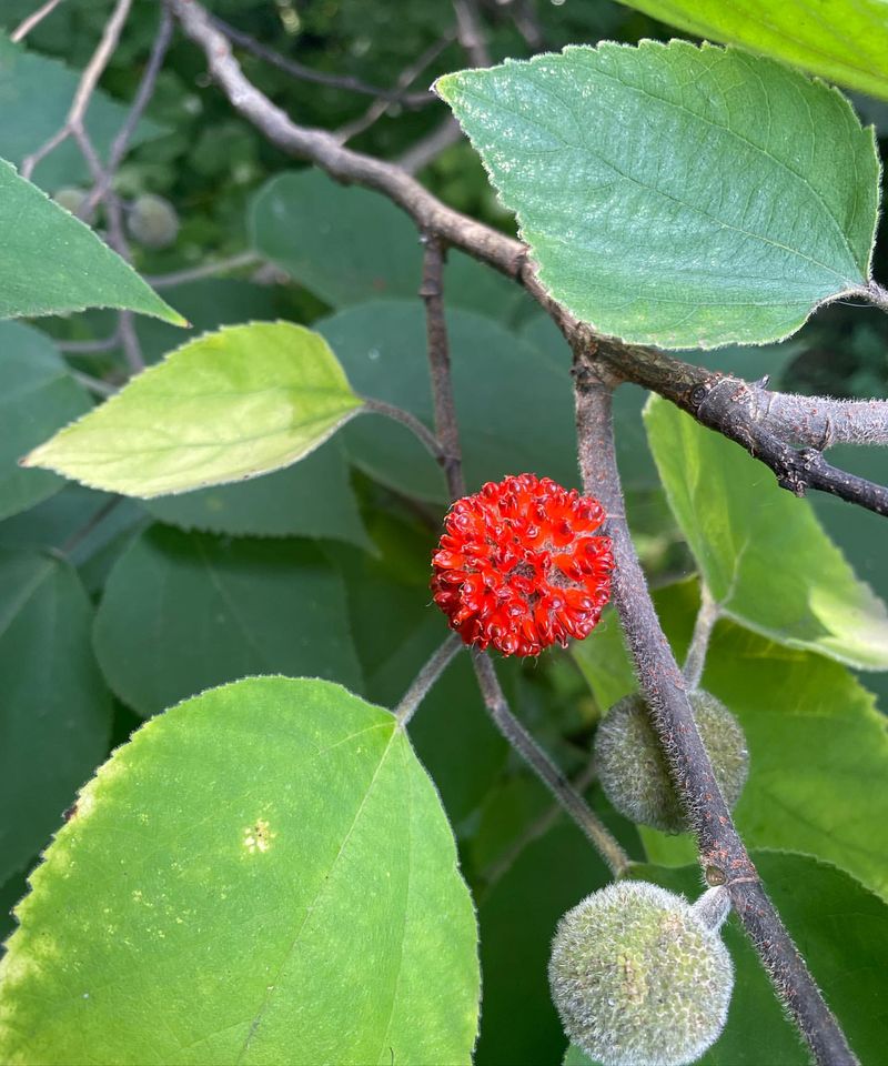 Paper Mulberry