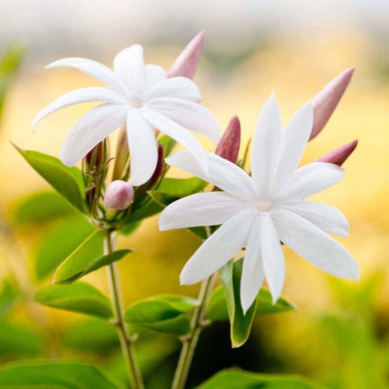 Night-Blooming Jasmine Arches