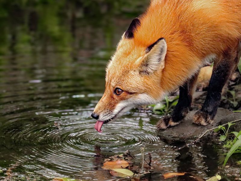 Red Foxes: Surprising Suburban Neighbors
