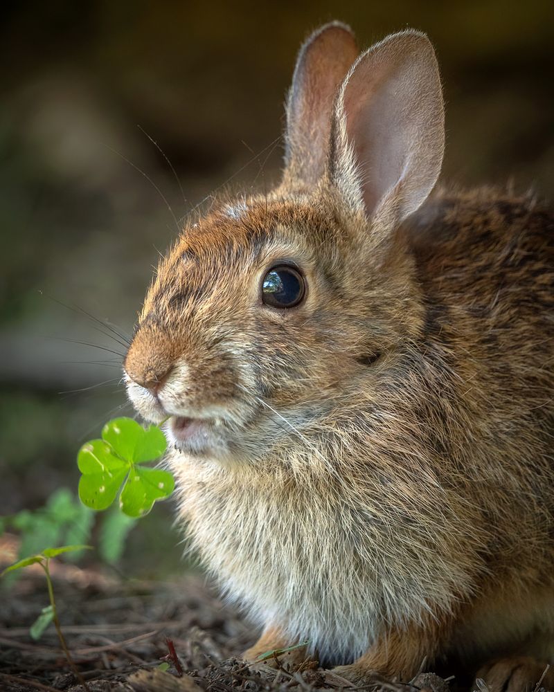 Eastern Cottontail Rabbits