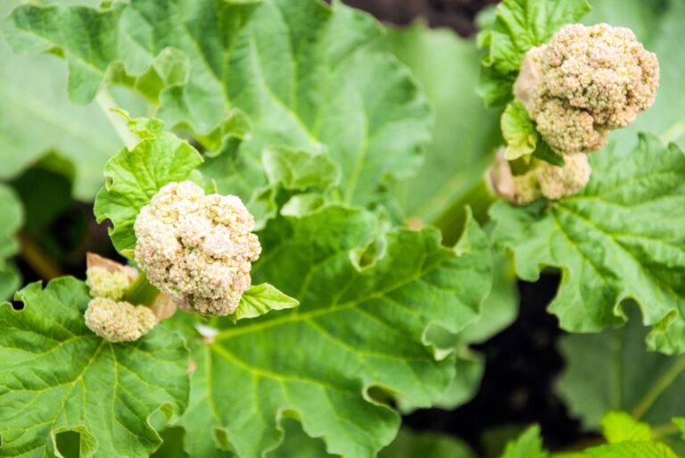 rhubarb flowers (featured image)